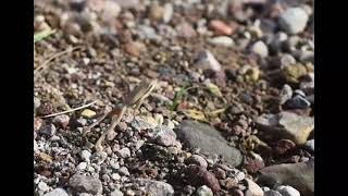 Baja California tree frog jumping in slow motion