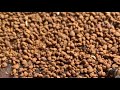 Beekeepers and stingless bee getting bee pollen #honey #beekeeper #beehive #nature #beelove #farm