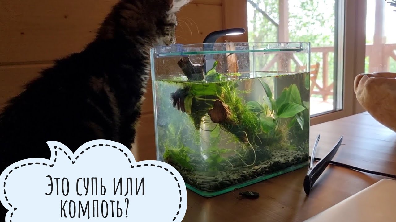 Сову не видно, но она есть! Мелко жук - носорог, а кошка Морошка хочет ...