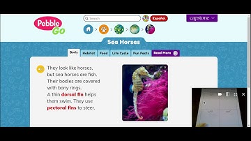 Sea Horses - PebbleGo