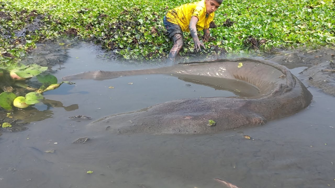 Amazing Boy Catching Many Catfish Under Water Hyacinth Today. Unique ...