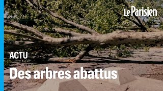 Paris : 76 platanes coupés à Paris porte de Montreuil, les riverains en colère