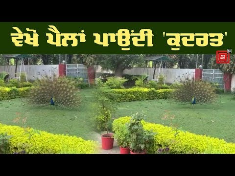 Corona ਦੇ ਕੋਹਰਾਮ ਦਰਮਿਆਨ ਰੂਹ ਖੁਸ਼ ਕਰਦੀ Video