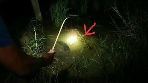 cắm câu cá lóc đêm khuya miền Tây T 01