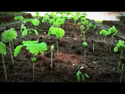 How to grow a forest in your backyard | Shubhendu Sharma thumbnail