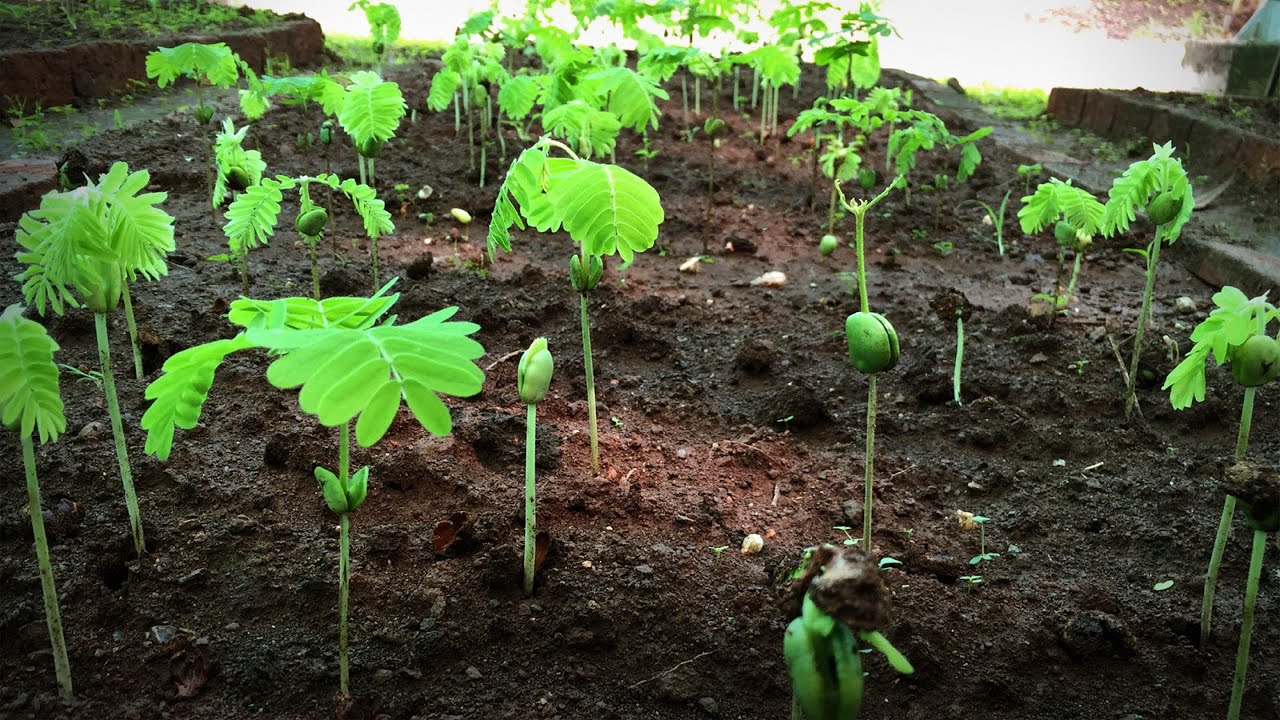 ⁣How to grow a forest in your backyard | Shubhendu Sharma