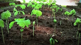 How to grow a forest in your backyard | Shubhendu Sharma