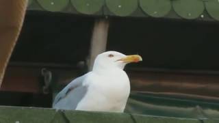 Seagull Meme
