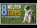 Welpe zieht ein  8 einfache tipps fr den perfekten start so beginnt eure zukunft richtig