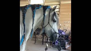 POV you have a warlander with a long mane #breyers #horse #hobbyhorse #cuteness #warlander