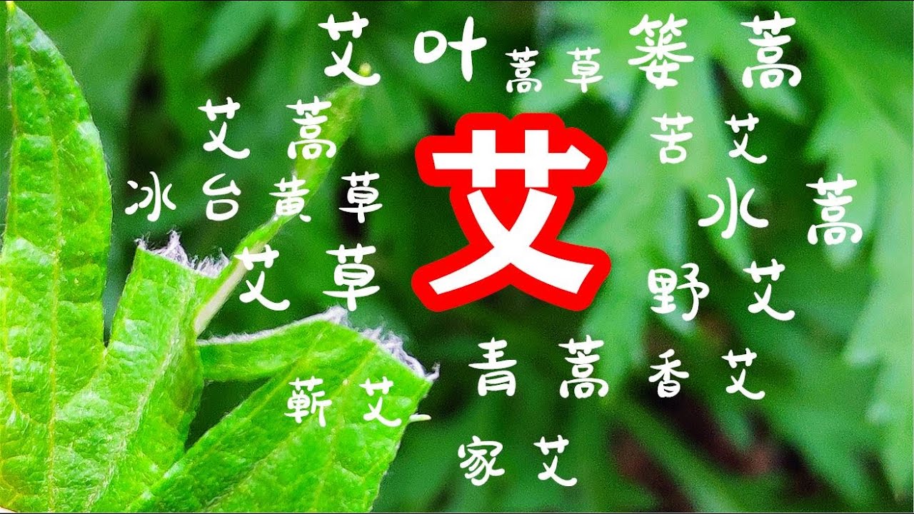 一个小小艾蒿 为何网上常年争论不休 艾蒿和艾草没有区别 艾蒿和普通蒿草才有所不同 植物百科 艾蒿 Youtube