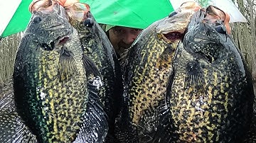 Load the boat with limits of Crappie this year - Crappie fishing Tips and Tricks