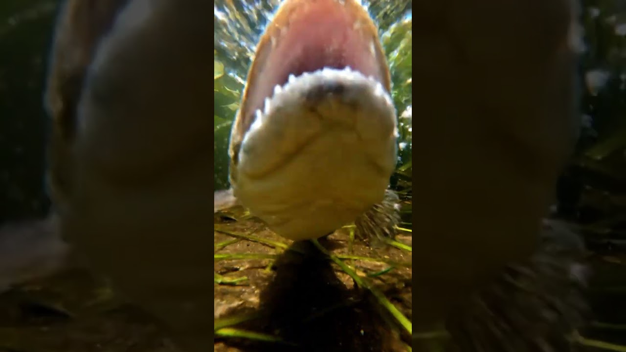 🎣 Bream FEAR This Rig! 🤯 Never Lose Bait Again! (Fist Bite Test!)