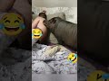 CADA UM VOM SEU BICHINHO DE ESTIMAÇÃO
