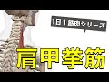【1日1筋肉×肩甲挙筋】首と肩甲骨をつなぐ深層筋：肩甲挙筋の起始停止と作用について