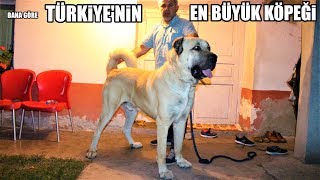 Turkiye Nin Hatta Dunyanin Yasayan En Buyuk Coban Kopegi Bence Bu Kopek Kangal Malakli Akbas Dog Youtube