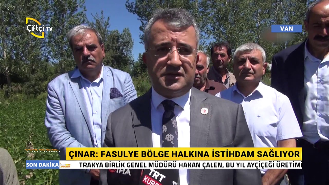 Gevaş Fasulyesinde Hasat Zamanı