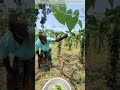 Tangling with Nature: Why Hand-Picking This Crop Beats Machines Every Time
