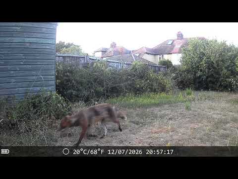 Foxes in our Cambridge garden(Week 2 July 2026)