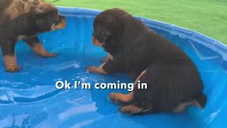 Rottweiler puppies first day outside 5 weeks old