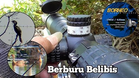 SPOT PALING GILA ❗RIBUAN BELIBIS  ADA DI SINI. BERBURU BELIBIS | Borneo Slug