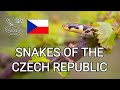 Snakes of the Czech Republic, wildlife documentary by Living Zoology, reptiles of Europe