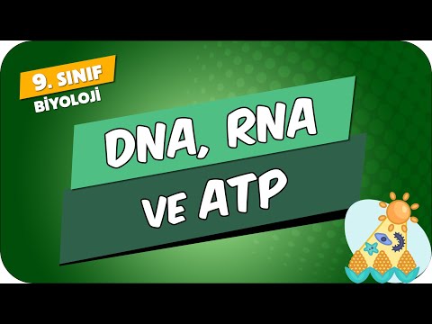 DNA, RNA ve ATP | 9.Sınıf Biyoloji #2024