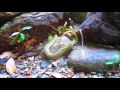 Mating Keelback Snakes