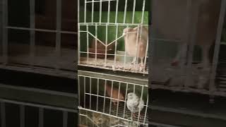 কবুতরের নেশা kobutar pigeonvideo pigeon ytshorts pigeonshorts najpigeonlover pigeonshortv