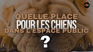 REPORTAGE. Quelle place pour les chiens dans l'espace public ? by France 3 Bretagne 2,035 views 2 days ago 4 minutes, 35 seconds