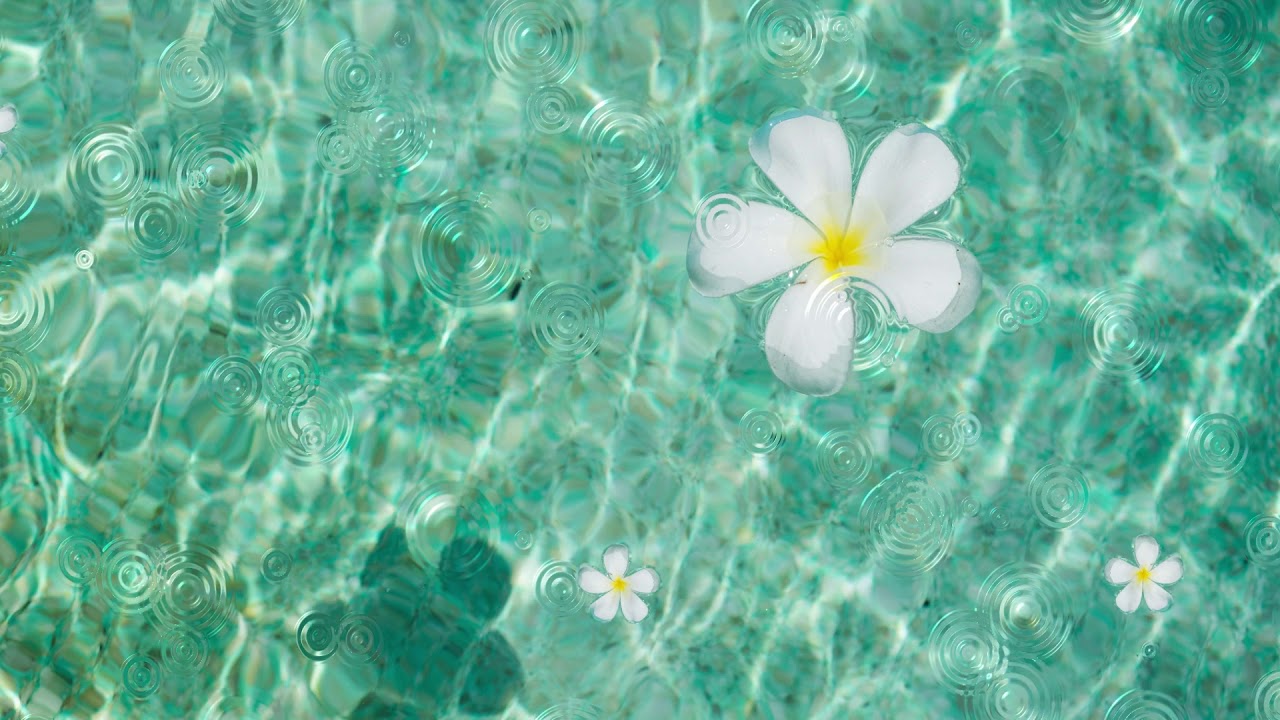 Hd Clean Water Spin Flower Water Wave 無料映像素材 背景素材 Free Background Video Download Free Footage Youtube