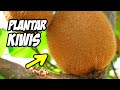 Como CULTIVAR KIWI en el Huerto y Jardín 🥝 Consejos y Trucos | La Huerta de Ivan