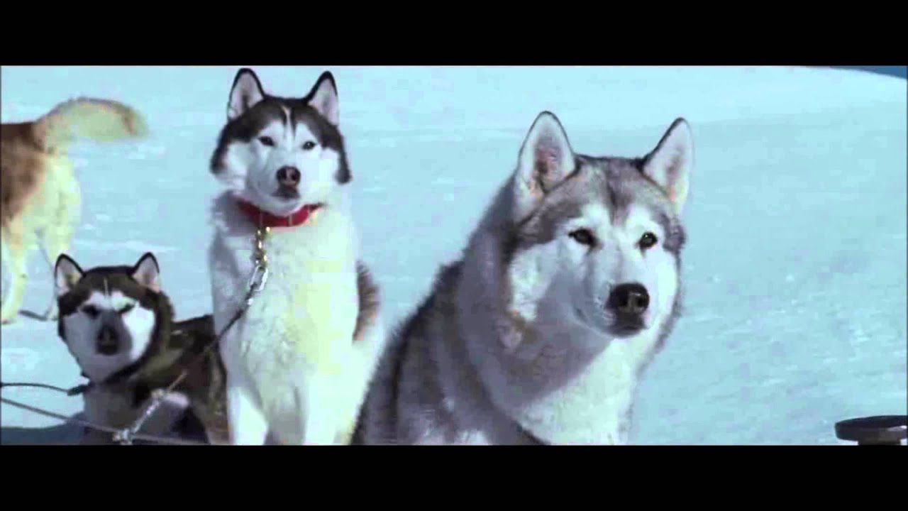 белый плен фильм 2006. белый плен макс. белый плен порода собак. энигма белый плен. белый плен майя.