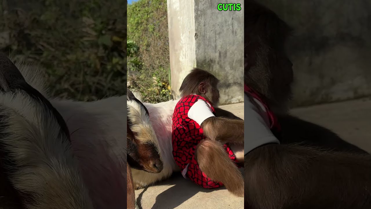 Try Not To Laugh Monkey Takes Goat Sunbathe Cutis Funny Babymonkey Shortvideo