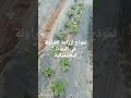 نموذج لزراعة الفراولة في البيوت البلاستيكية 
