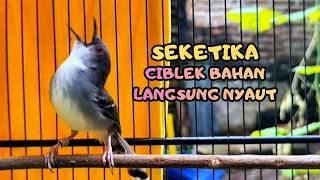 suara burung CIBLEK GACOR NGEBREN variasi Pancingan Ciblek Semi, jadikan ciblek kristal gacor emosi