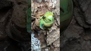 Morning Cicadas at Night. Neotibicen tibicen tibicen. #cicadas
