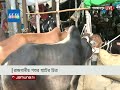 ক্রেতা-বিক্রেতায় জমে উঠেছে রাজধানীর শাহজাহানপুর হাটের বেচাকেনা | Cow Hat | Qurbani Eid | Jamuna TV