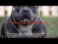 EXTREME POCKET BULLY KENNEL |  VENOMLINE | QUICK TEASER