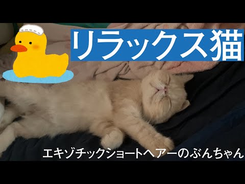 猫っぽい ぶんちゃんが来て一週間が経ちました Youtube