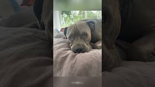 Max The Adorable Amstaff - In Proper Balance With Himself