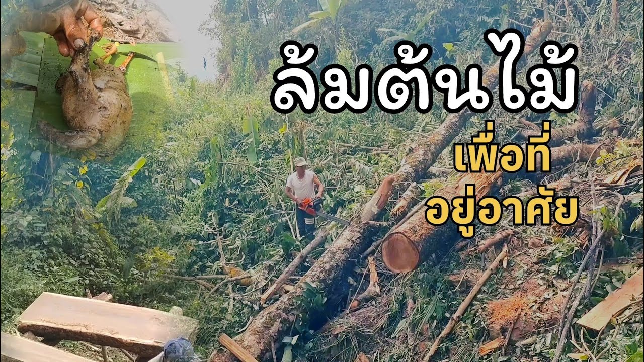 ล้มต้นไม้ได้กินอาหารแช่บ