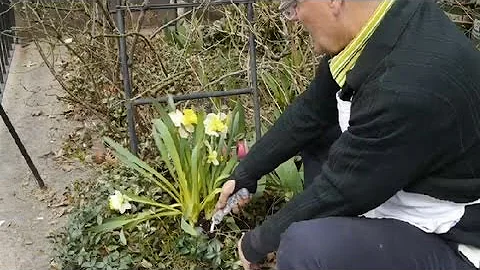 How to Lift & Store Tulip Bulbs : Tulips, Daffodils & More