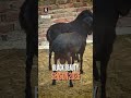 Black Beauty from @SultanCattleAndGoatFarm