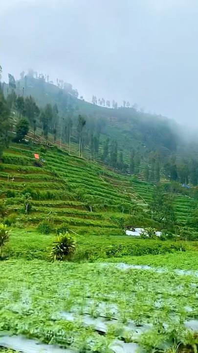 ADUH - MALIQ & THE ESSENTIALS lagu nya gak pernah gagal 🥹✨ #aduhmaliq #surgaitukamu #shorts