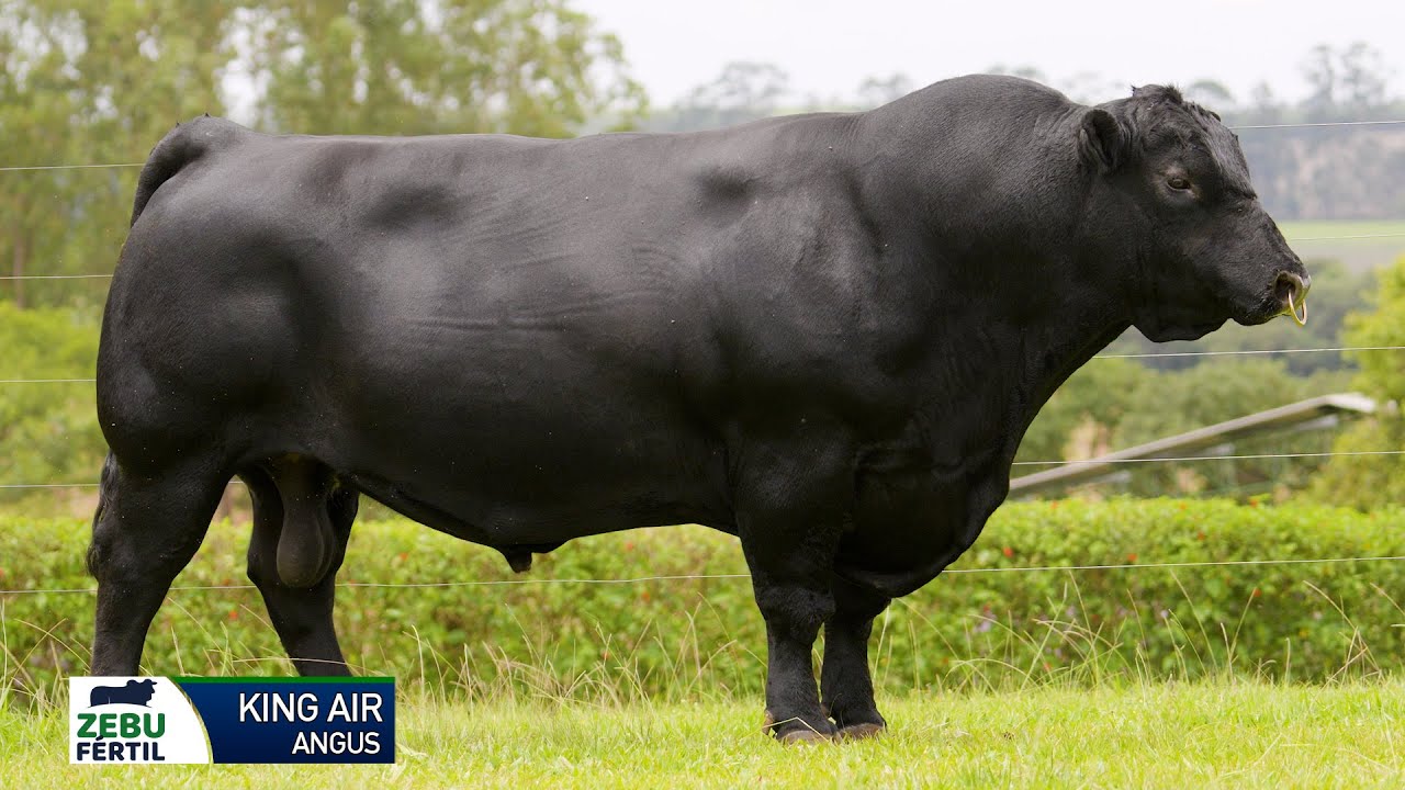 KING AIR Angus Zebu Fértil