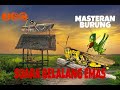 Masteran Suara Belalang Emas Kombinasi Suara Air Untuk Terapi Burung Stres Untuk Semua Jenis Burung Mp3 - Mp4 Download
