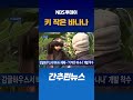감귤하우스서 바나나 재배…‘키 작은 바나나’ 개발 착수