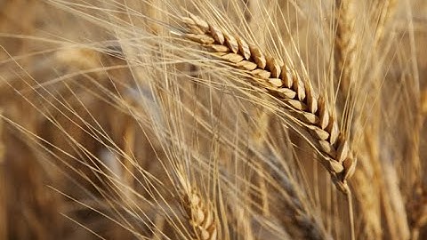 IL GRANO DALLA SEMINA AL RACCOLTO