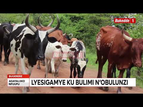 Agataliikonfuufu Amatikkira ga Kabaka aga 33  Biibino ebikwata ku ssaza Bugerere n’ebituukiddwako